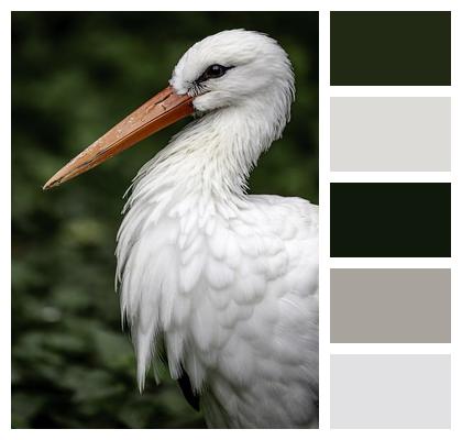 Bird White Stork Portrait Image